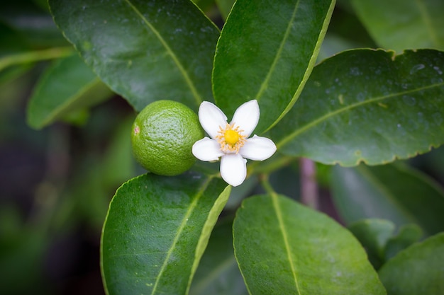 Flores de tilo y tilo blanco, frescas y fragantes en el tilo