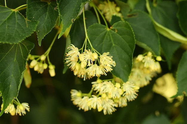 Flores de tilo Tilo en verano