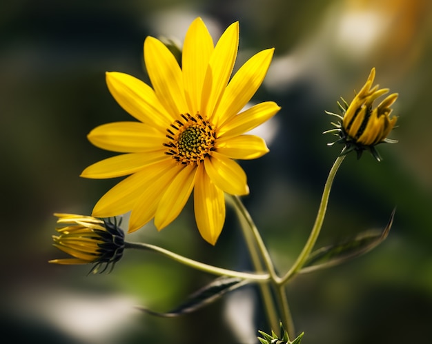 Flores de Topinambur