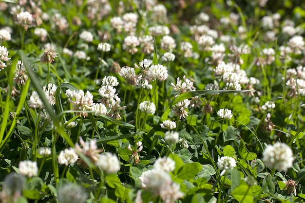 Flores de trébol blanco en un día de verano en un claro