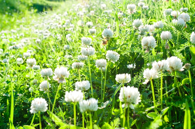 Flores de trébol blanco en primavera Foto con poca profundidad de campo El trébol en un prado