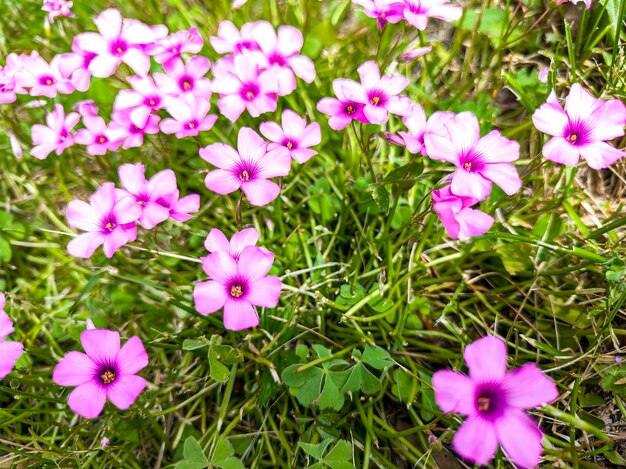 Flores de trébol de primavera en Prado