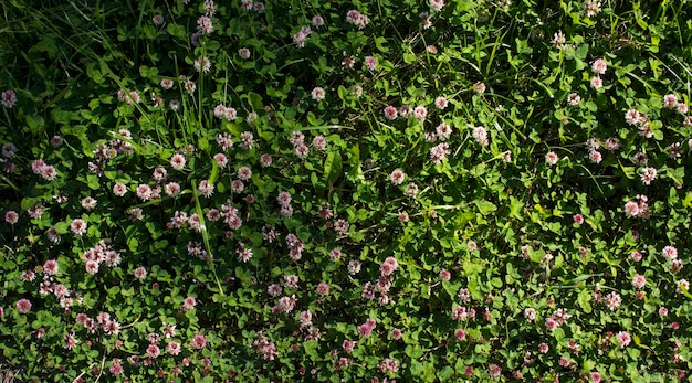 Las flores de trébol que florecen en un jardín.