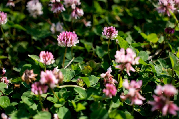 Las flores de trébol que florecen en un jardín.