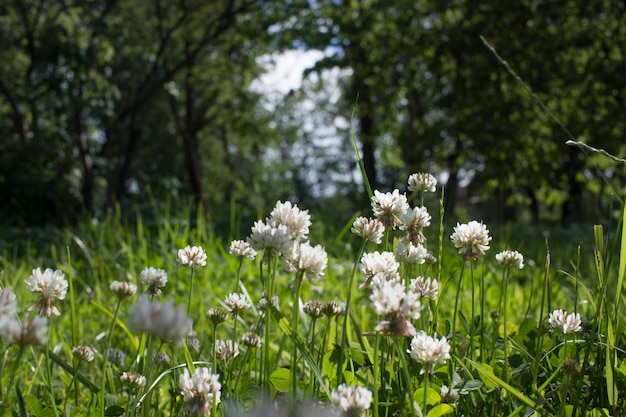 Las flores de trébol que florecen en un jardín.