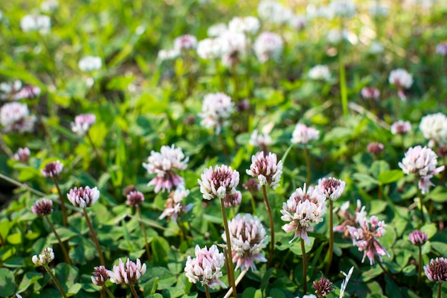 Las flores de trébol que florecen en un jardín.