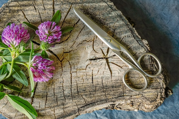 Flores de trébol rosa y tijeras en tocón de madera antiguo