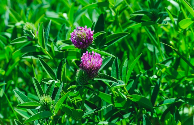 Flores de trébol