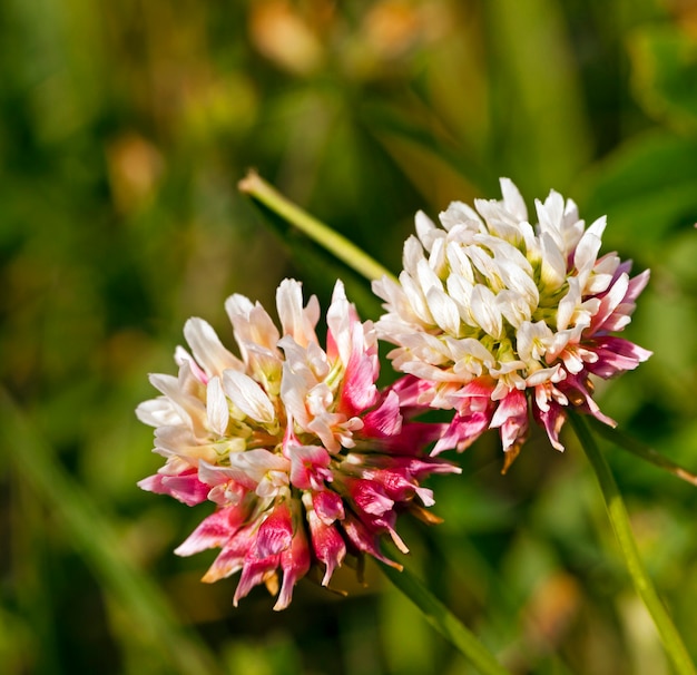 flores de trébol