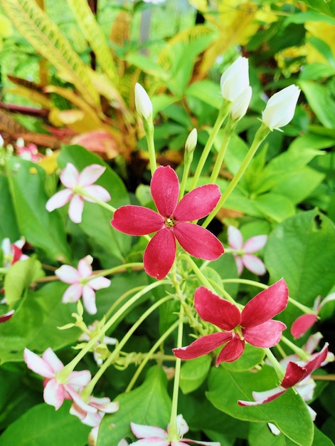 Foto flores trepadeira rangum