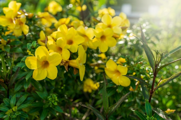 Flores de trompeta dorada florecientes en verano