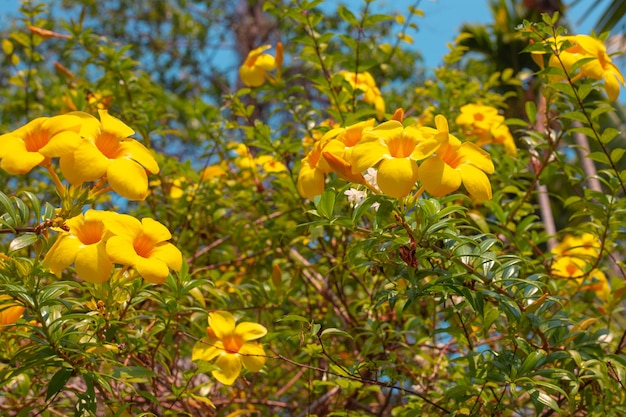 Flores tropicais amarelas brilhantes. Fundo vegetativo lindo de verão.