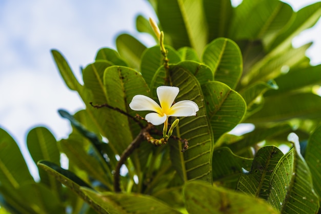 Flores tropicais brancas (plumeria, frangipani) desfolhar na árvore