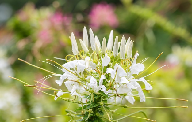 Flores tropicais, cleome branco ou flor de aranha.