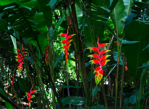 Foto flores tropicais com fundo de floresta