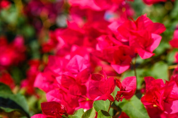 flores tropicais rosa como plano de fundo