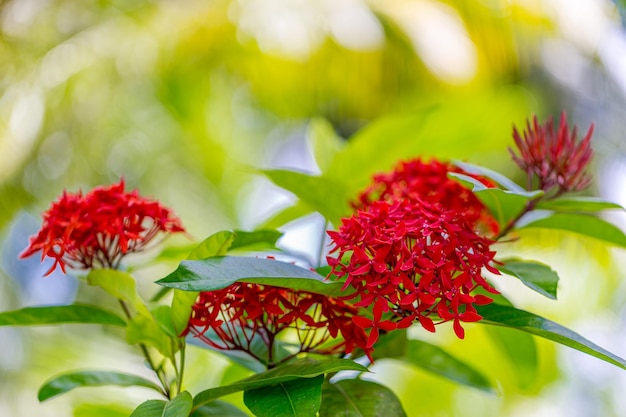 Flores tropicais vermelhas na folhagem verde. Jardim floral da natureza exótica, selva ensolarada da ilha do borrão