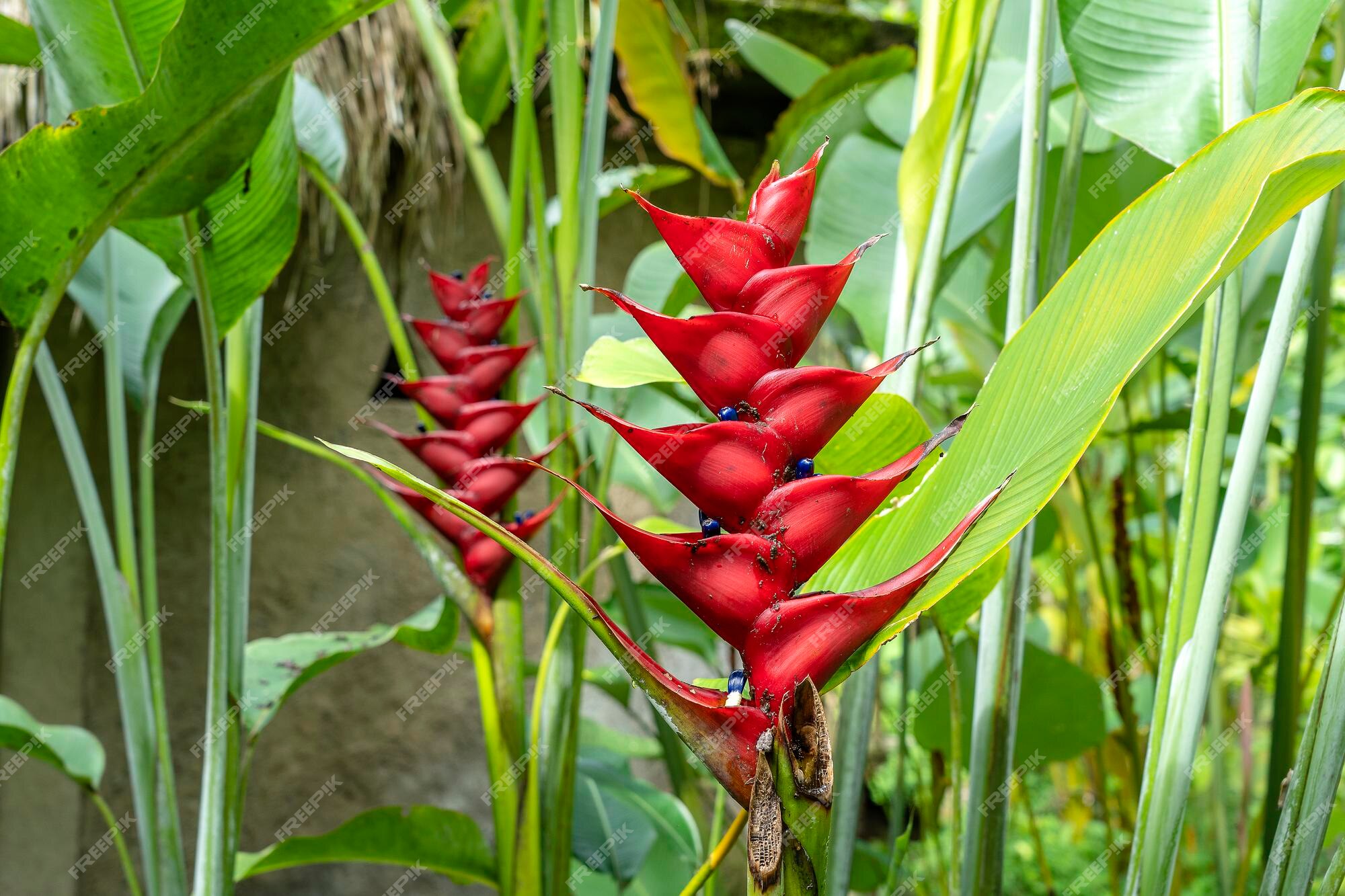 Flores tropicais vermelhas na ilha de ubud bali indonésia fechar | Foto  Premium