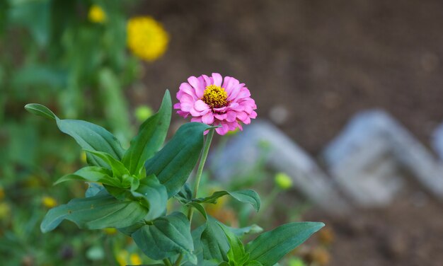 Flores tropicais