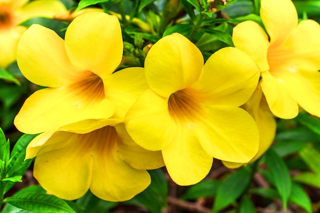 Flores tropicales amarillas