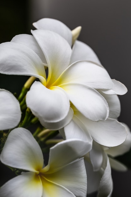 Flores tropicales frangipani amarillo y blanco