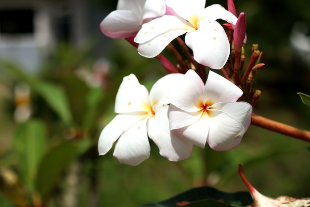 Flores tropicales frangipani blanco