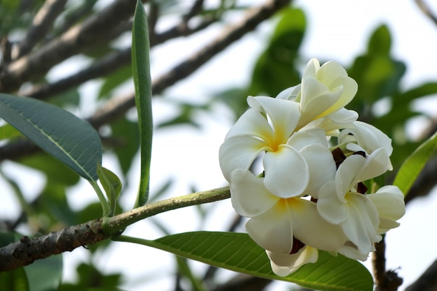 Flores tropicales frangipani blanco