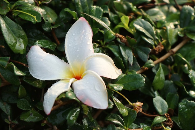 Flores tropicales frangipani blanco