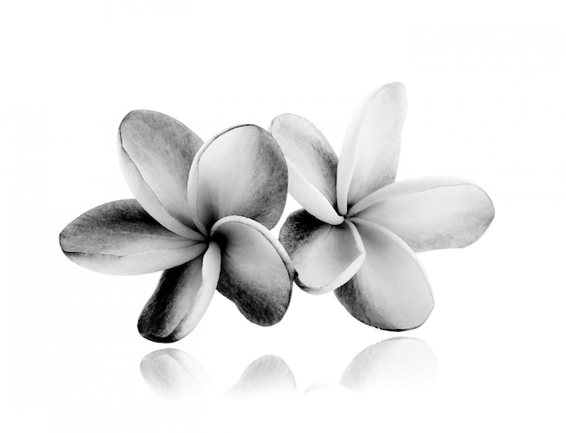 Flores tropicales frangipani (plumeria) en blanco y negro aislado en espacio en blanco