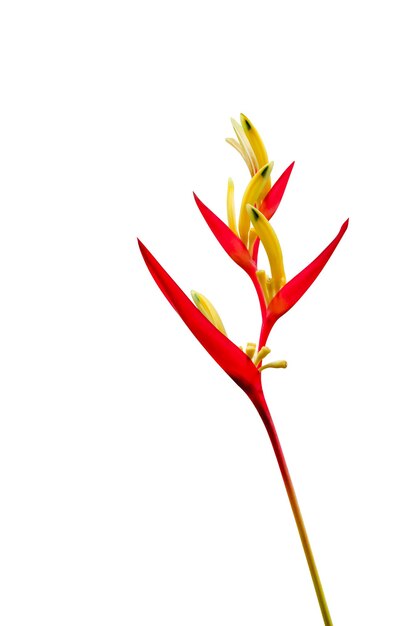 Foto flores tropicales de heliconia psittacorum aisladas sobre un fondo blanco