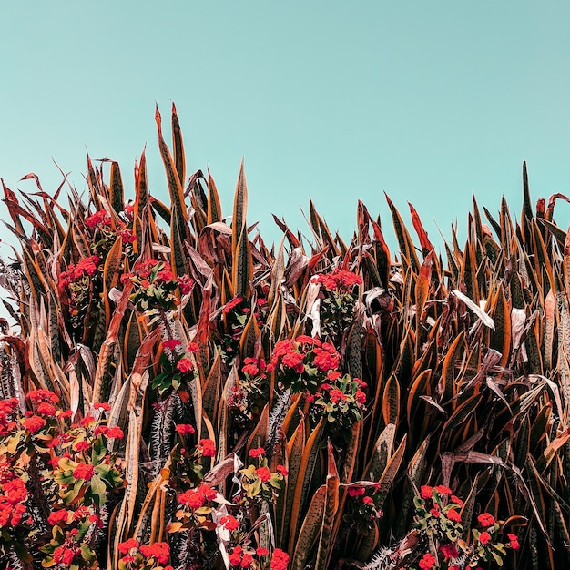 Flores tropicales. Isla canario.