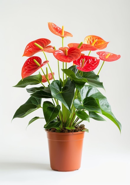 Flores tropicales y jardinería una planta de interior con hojas y decoración floral en olla con manantial de tierra