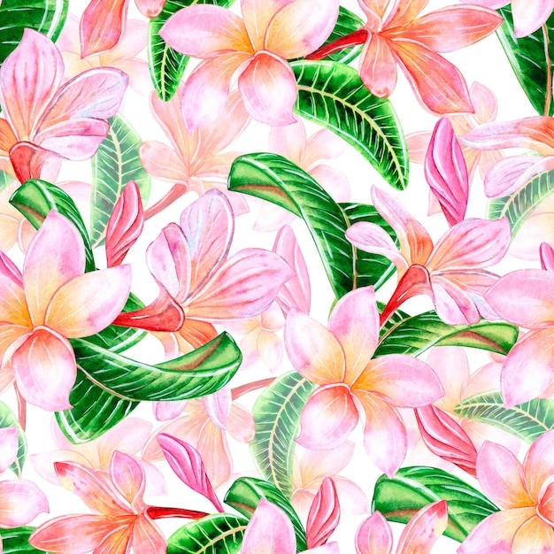 Flores tropicales plumeria rosa con hojas Ilustración en acuarela patrón sin costuras sobre fondo blanco Para diseño y decoración de telas papel tapiz recuerdos
