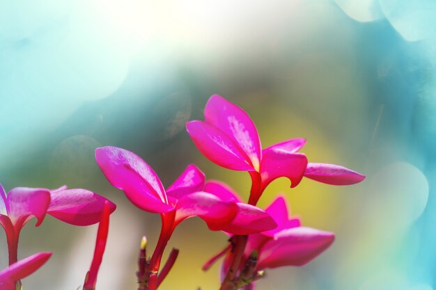 Flores tropicales