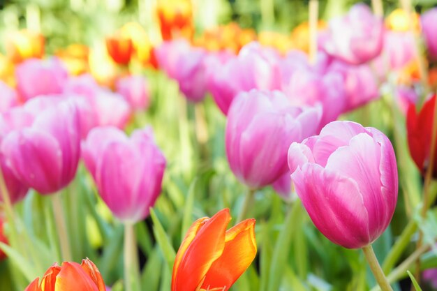 flores tulipa colorida no jardim