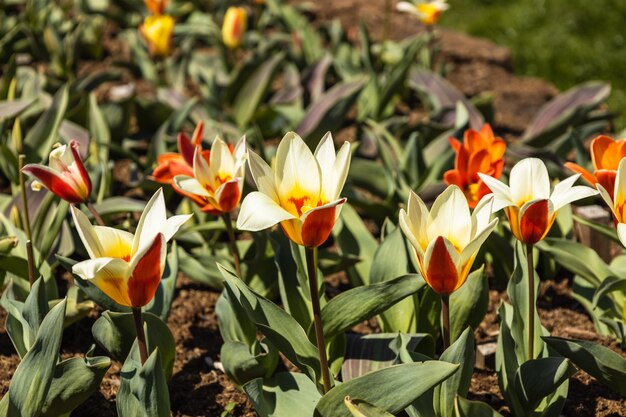 Las flores de tulipa crecen y florecen en el jardín botánico.