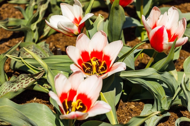 Las flores de tulipa crecen y florecen en el jardín botánico.
