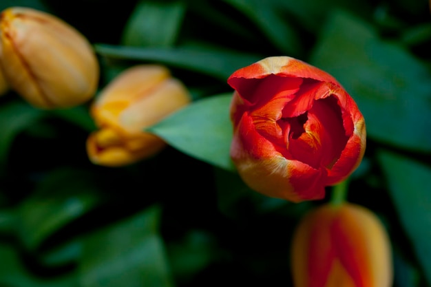 Flores tulipa vermelha e amarela