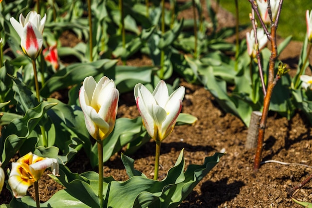 Las flores de Tulipa Whisper crecen y florecen en el jardín botánico