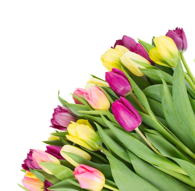 Flores de tulipán amarillo y morado aislado en la pared blanca