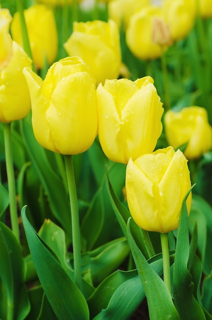 Flores de tulipán amarillo