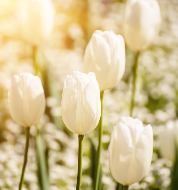 Flores de tulipán blanco