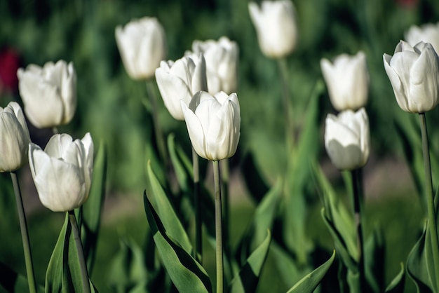 Flores de tulipán blanco