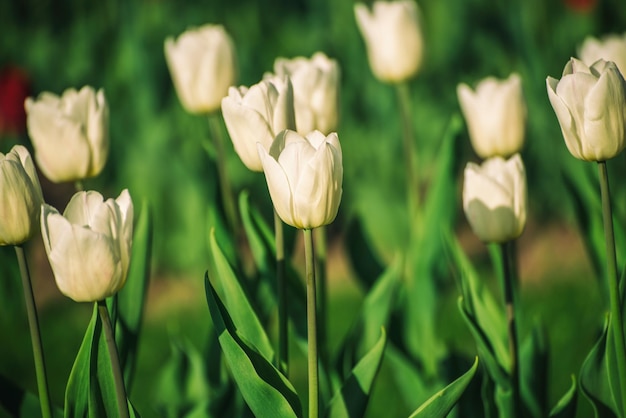 Flores de tulipán blanco