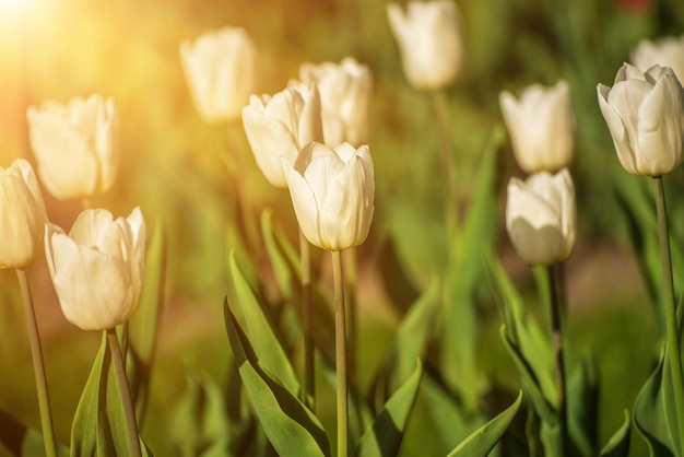 Flores de tulipán blanco