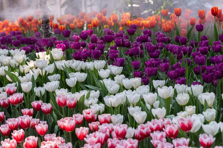 Flores de tulipán en campo