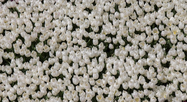 Flores de tulipán de color blanco en el jardín