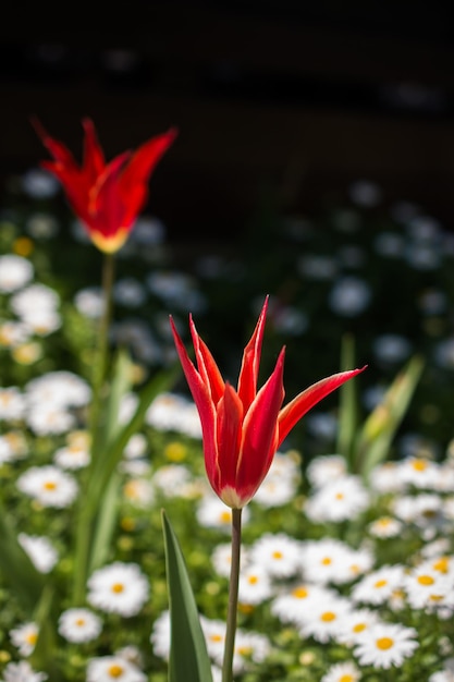 Flores de tulipán de color rojo en el jardín