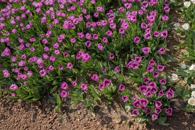 Las flores de tulipán de color rosa florecen