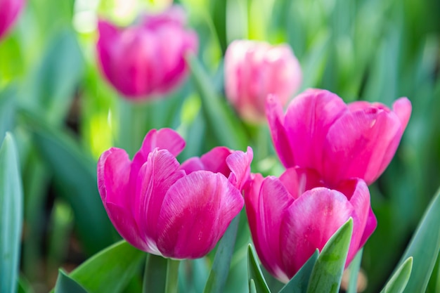 Flores de tulipán de colores frescos en el jardín en primavera